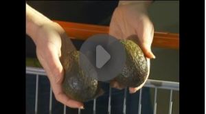avocado fat video
